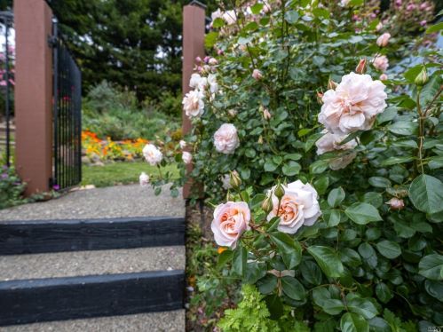 113 Belvedere Dr, Mill Valley CA 94941-2419 exterior