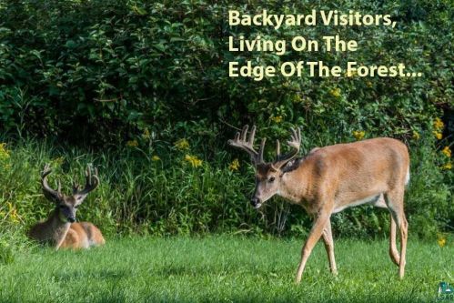 5705 Oakley St, Duluth MN 55804-1325 exterior