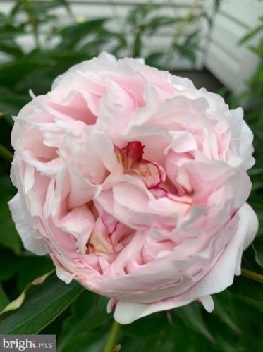 50 Steeplechase Cir, Chester PA 19014-1463 exterior