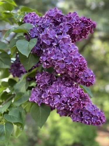 38 Ramah St, Springfield MA 01104-2741 exterior