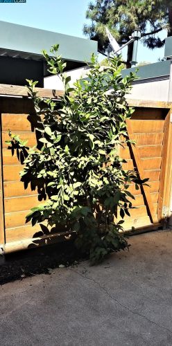 3530 Northwood Dr, Concord CA  94520-7720 exterior