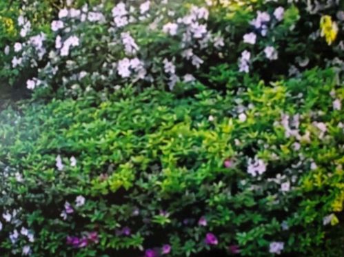 1401 Council Blf Dr, Atlanta GA 30345-4133 exterior