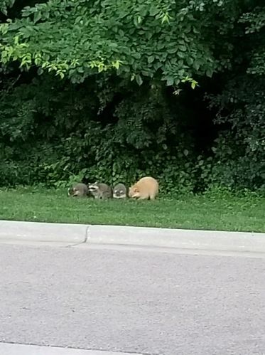 803 Braunworth Ct, Chaska MN 55318-3242 exterior