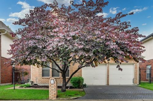 4223 Capistrano Dr, Dallas, TX 75287-4002