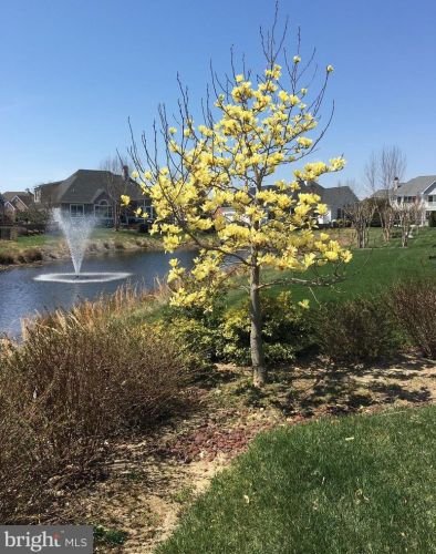 35213 Overfalls Dr, Lewes DE 19958-7001 exterior