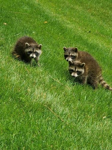 4480 Coit Ave, Grand Rapids MI 49525-1110 exterior