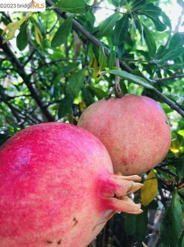 1210 Bentley St, Concord CA 94518-3814 exterior