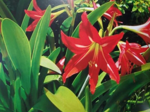 1401 Council Blf Dr, Atlanta GA 30345-4133 exterior