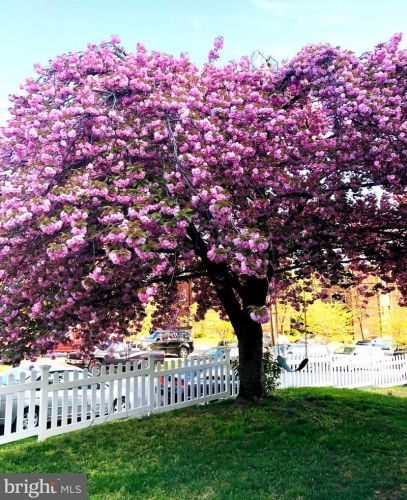 8816 Glenville Rd, Silver Spring MD 20901-3638 exterior