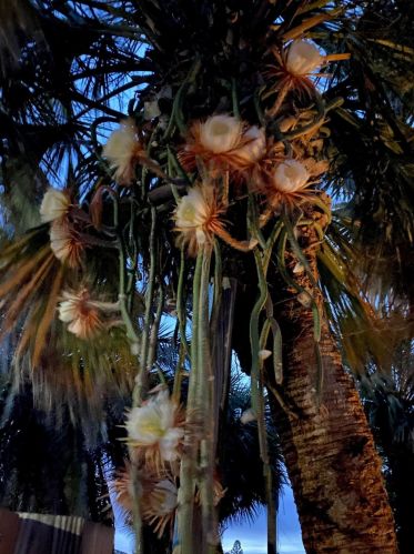 206 Fernandina St, Fort Pierce FL  34949-3534 exterior