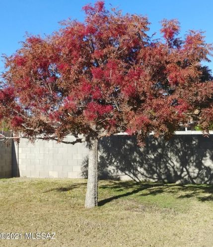 4824 Red Wolf Dr, Tucson AZ 85742-8968 exterior