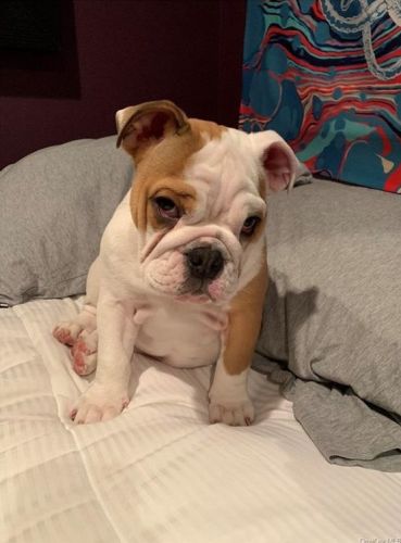 472 Gramatan Ave, Mount Vernon NY 10552-2959 exterior