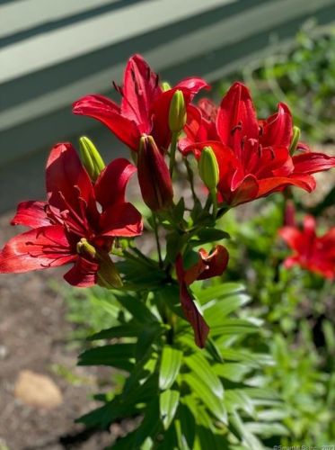 6 Jones Rd, Wallingford CT  06492-4305 exterior