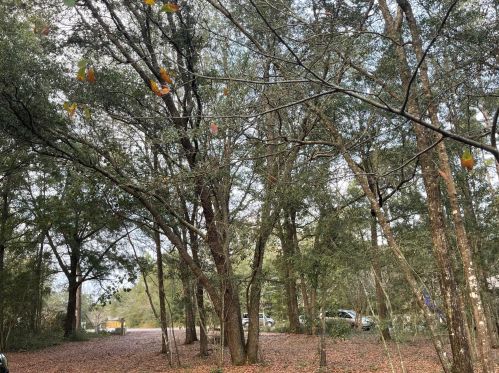 127 James Ct, Defuniak Springs, FL 32433-8576