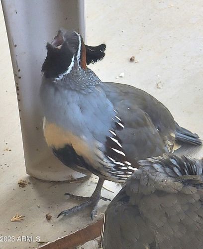 43630 20th St, Phoenix AZ 85006-2004 exterior