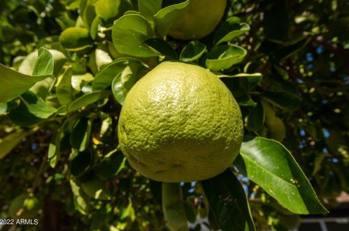 3824 Carol Ave, Phoenix AZ 85021-2091 exterior