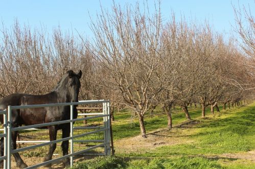 2007 Glenwood Ave, Turlock CA 95380-6237 exterior