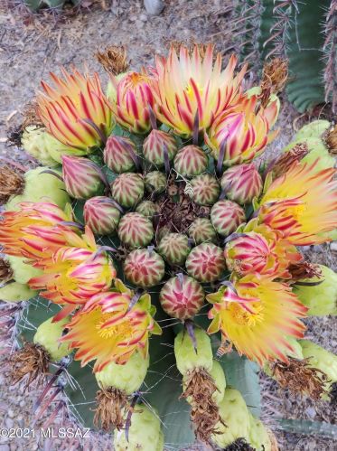 4824 Red Wolf Dr, Tucson AZ 85742-8968 exterior