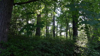 23 Woods Mountain Trl, Cullowhee, NC 28723