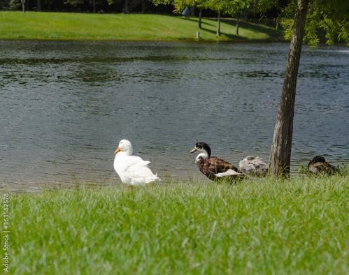 134 April Wind Ct, Montgomery TX  77356-5967 exterior