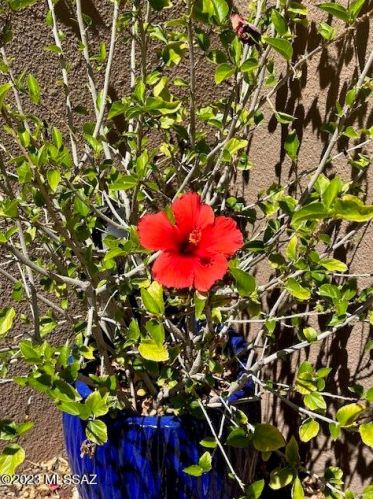 4061 Quiet Moon Dr, Tucson AZ  85718-3427 exterior