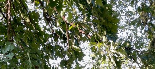 312 Un St, Joliet IL 60433-1143 exterior