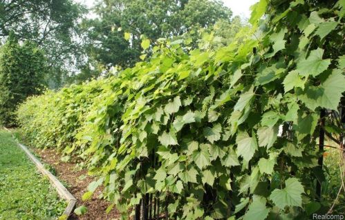 3322 Emmons Ave, Rochester MI 48307-5515 exterior