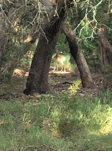 2055 Rdg Crk Ln, Spring Branch TX 78163-2871 exterior