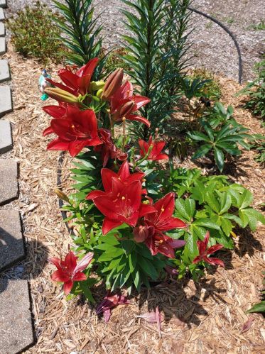 1547 Duck Lk Rd, Meskegon MI 49445-8329 exterior