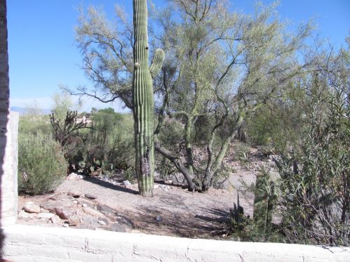 6218 Campbell Ave, Tucson AZ  85718-3149 exterior