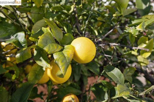 1410 Lincoln St, Berkeley CA 94702-1229 exterior