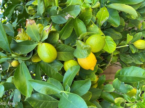 1620 Acoma Dr, Phoenix AZ 85032-5226 exterior