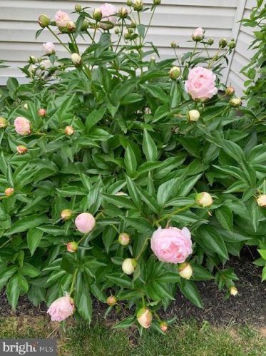 50 Steeplechase Cir, Chester PA 19014-1463 exterior