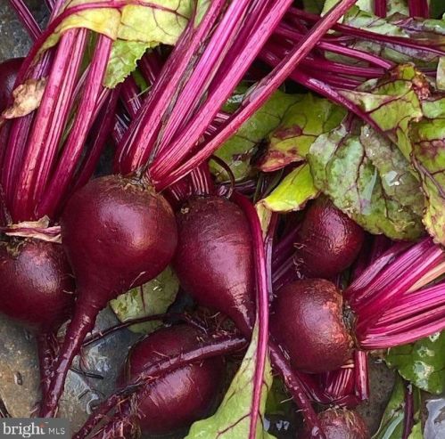 3 War Admiral Ln, Media PA 19063-5238 exterior