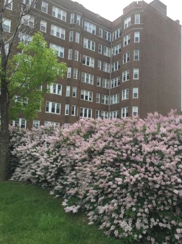 6334 Sheridan Rd, Chicago IL 60660-1754 exterior