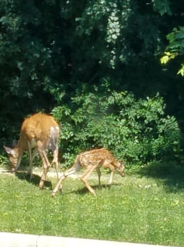 803 Braunworth Ct, Chaska MN 55318-3242 exterior