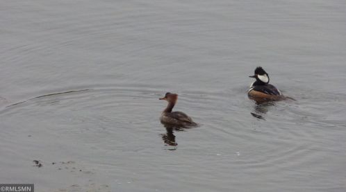 520 Glenbrook Ave, Saint Paul MN 55128-6505 exterior