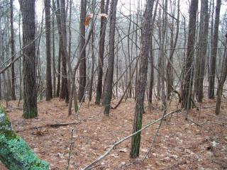 87 Pine Forest Rd, Gainesville, GA 30504