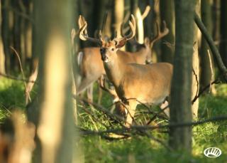 1810 Dobson Rd, Filion, MI 48432-9724