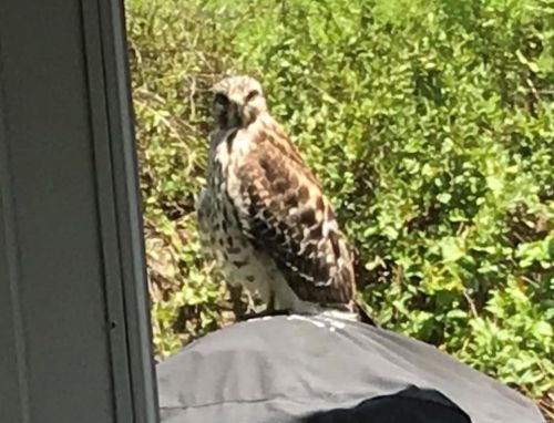 5533 Heather Bluff Ct, Saint Louis MO 63128-4130 exterior