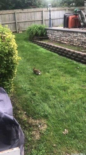 72 Shinbone Ln, Commack, NY 11725-5517