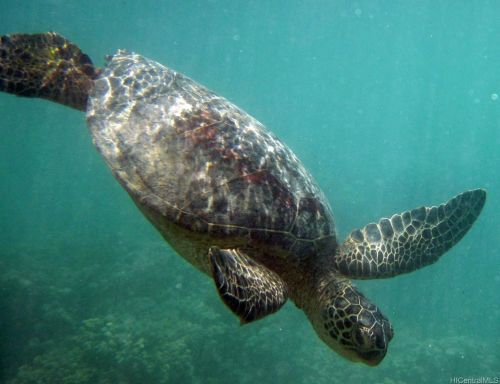 949 Ala Nanala St, Honolulu HI 96818-2952 exterior