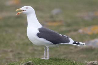 1034 14th St, Boca Raton FL  33486-5489 exterior