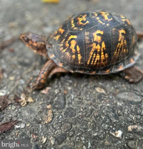 2016 Derby Ridge Ln, Silver Spring MD  20910 exterior