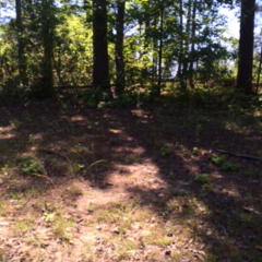 3919 Scott St, Augusta GA  30909-9591 exterior