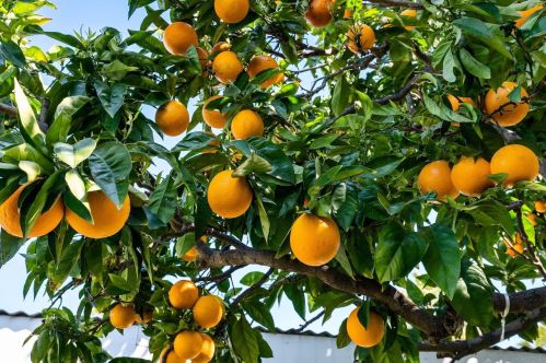 5431 Dundee Ave, San Diego CA  92120-1834 exterior