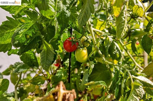 210 Amherst Ave, Berkeley CA 94708-1001 exterior