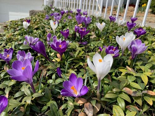 7205 Mcclure Ave, Pittsburgh PA  15218-2307 exterior