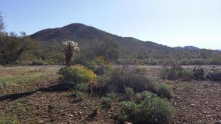 40024 12 St, Phoenix AZ  85085-7711 exterior