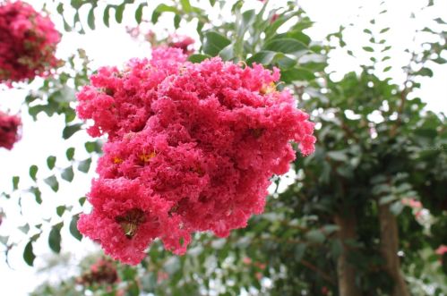 13757 Juniper Blossom Dr, Tampa FL  33618-3339 exterior